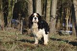 CAVALIER KING CHARLES 348